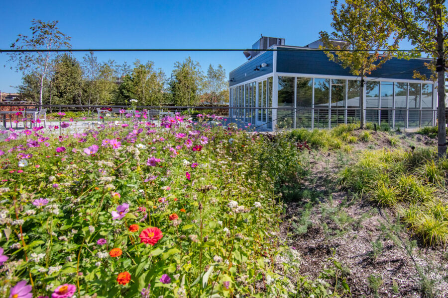 OmniEcosystemsRooftopGarden